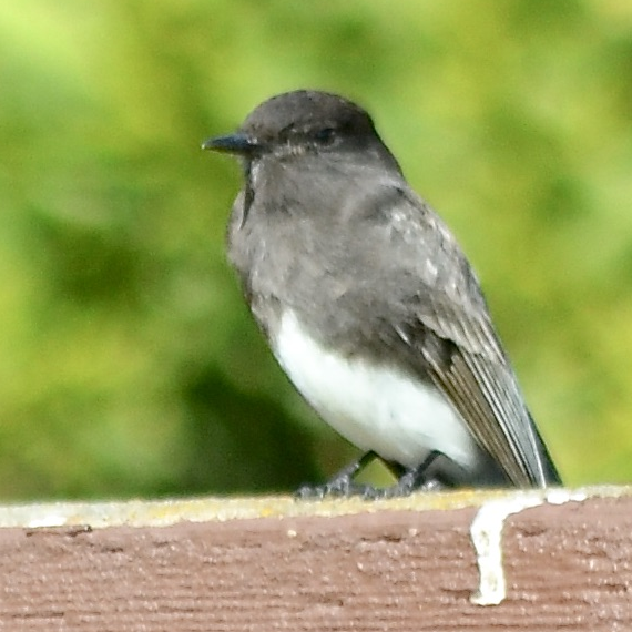 Black Phoebe